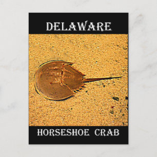 Delaware Horseshoe Crab Postcard