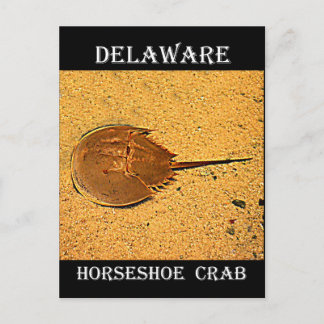 Delaware Horseshoe Crab Postcard