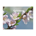 Delaware Postcard