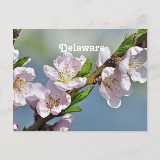 Delaware Postcard (Front)