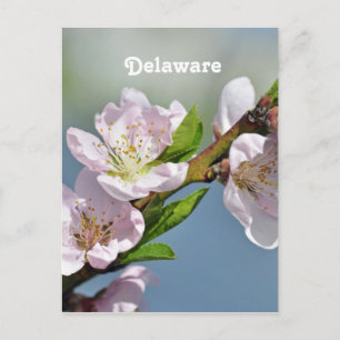 Delaware Postcard