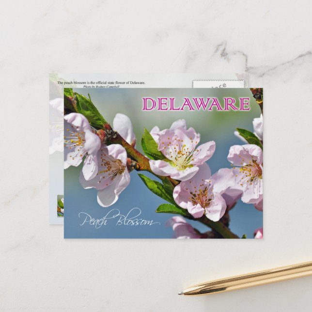 Delaware State Flower - Peach Blossom