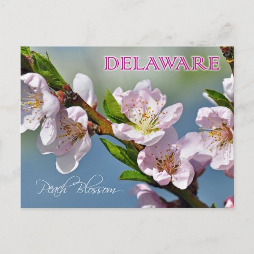 Delaware State Flower Peach Blossom Postcard
