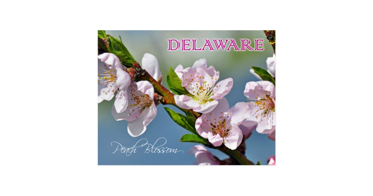 Delaware State Flower Peach Blossom Postcard
