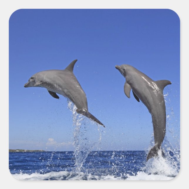 Delfin 2 square sticker (Front)