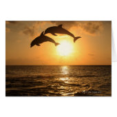 Delfin 3 (Front Horizontal)