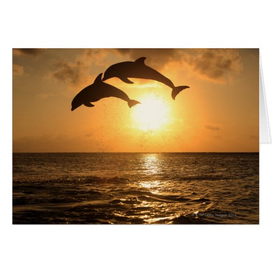 Delfin 3 cards (Front Horizontal)