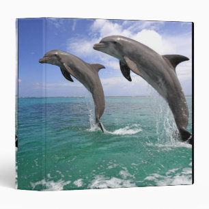 Delfin,Delphin,Grosser Tuemmler,Tursiops 4 Binder