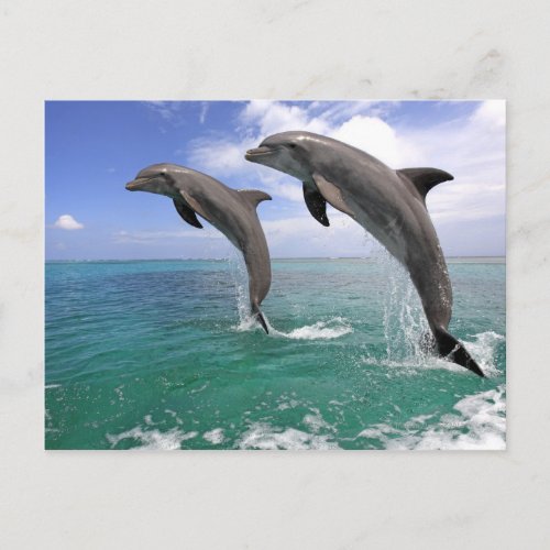 DelfinDelphinGrosser TuemmlerTursiops 4 Postcard