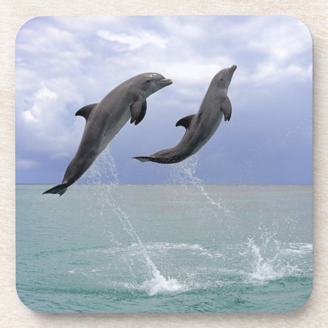 Delfin (Grosser Tuemmler) Drink Coaster (Front)