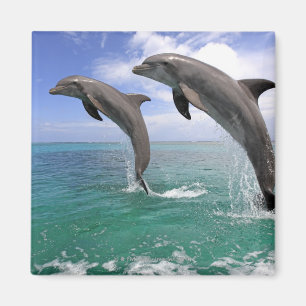 Delfin Magnet