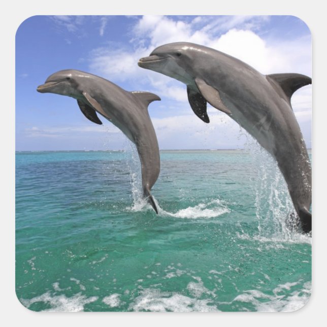 Delfin Square Sticker (Front)