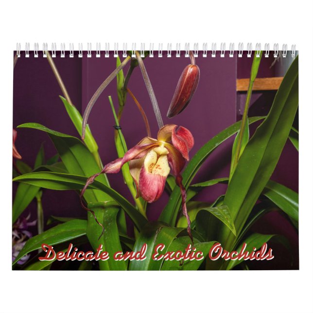 Delicate and Exotic Orchids Calendar (Cover)