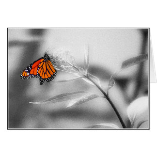Delicate Balance Cards