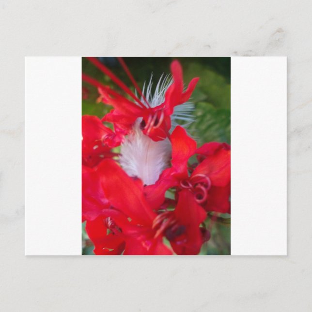 Delicate Beauty: Red Flower with White Feather Postcard (Front)