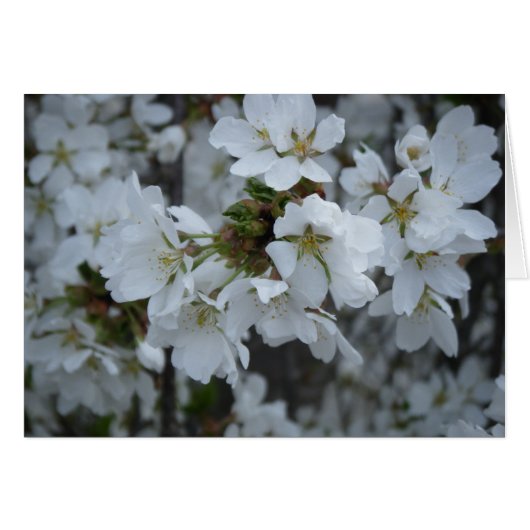"Delicate Blossoms" Cards (Front Horizontal)