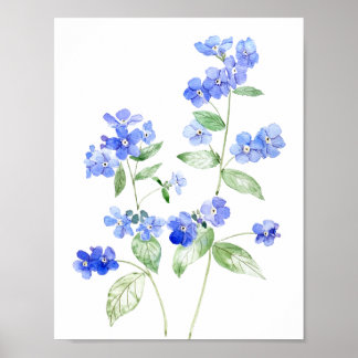 delicate blue Brunnera flowers wildflower Poster