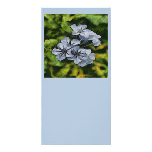 Delicate Blue Plumbago Blossom Painting Card