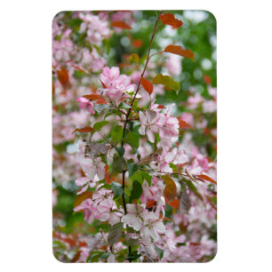 Delicate branch with flowers apple tree magnet
