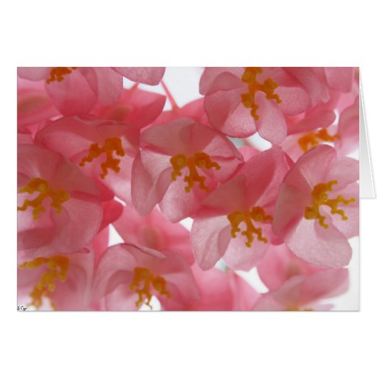 Delicate Cards (Front Horizontal)