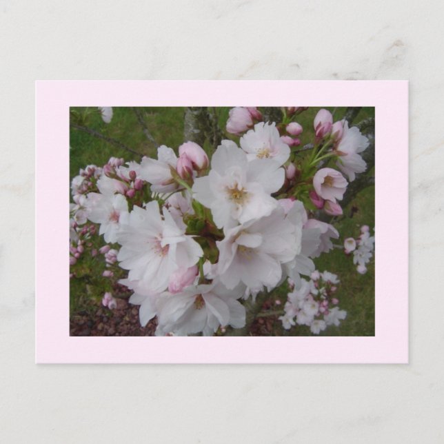Delicate Cherry Blossoms Postcard (Front)
