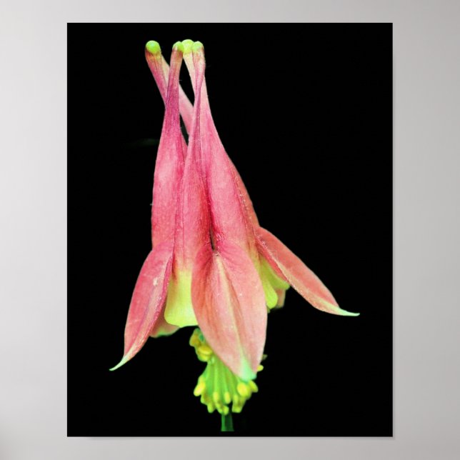 Delicate Columbine Flower  Poster (Front)