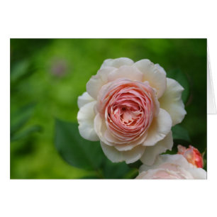 Delicate Creamy Rose Cards