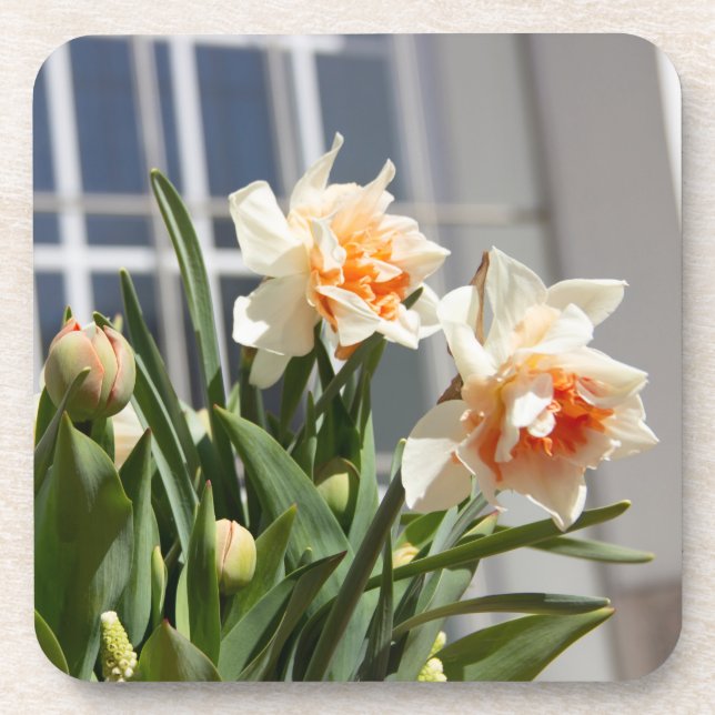 Delicate cute daffodils spring beverage coaster (Front)