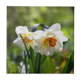 Delicate cute daffodils spring ceramic tile
