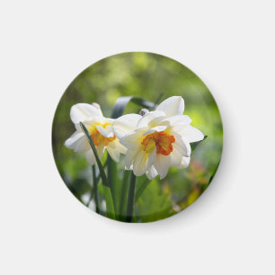 Delicate cute daffodils spring  magnet