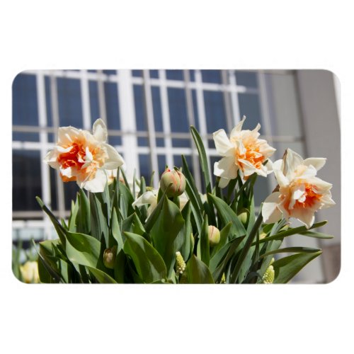 Delicate cute daffodils spring  magnet
