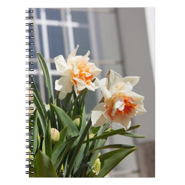 Delicate cute daffodils spring    notebook (Front)