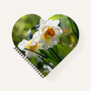 Delicate cute daffodils spring    notebook