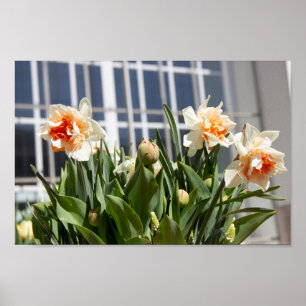 Delicate cute daffodils spring poster