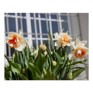 Delicate cute daffodils spring  poster