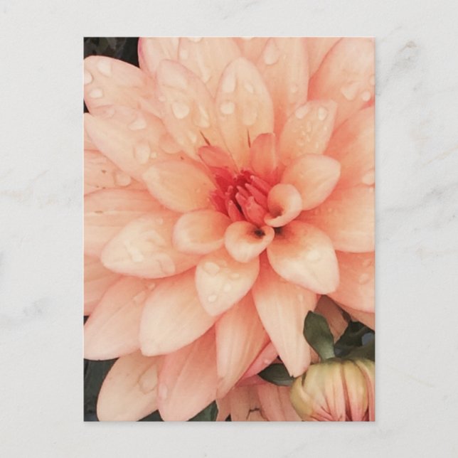Delicate Dahlia Postcard (Front)