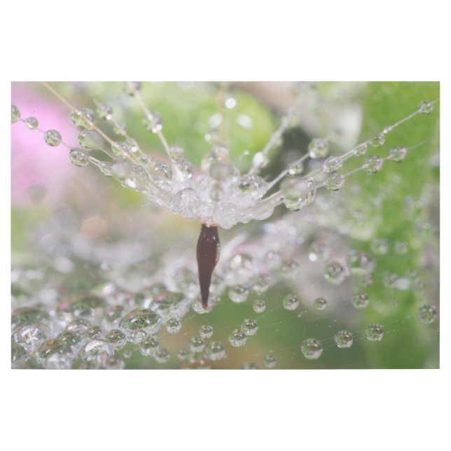 Delicate Dandelion Abstract Gallery Wrap (Front)