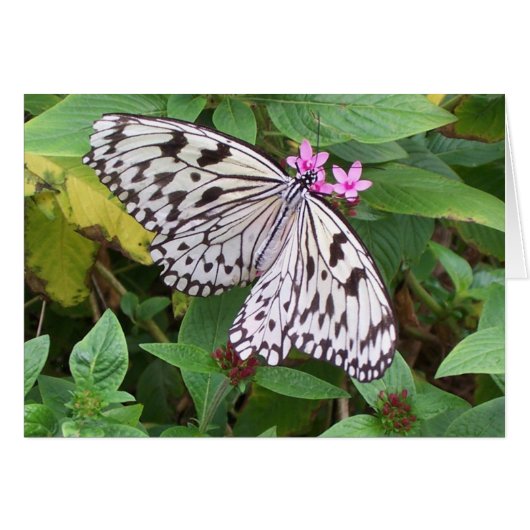 Delicate Delight 1 (Front Horizontal)