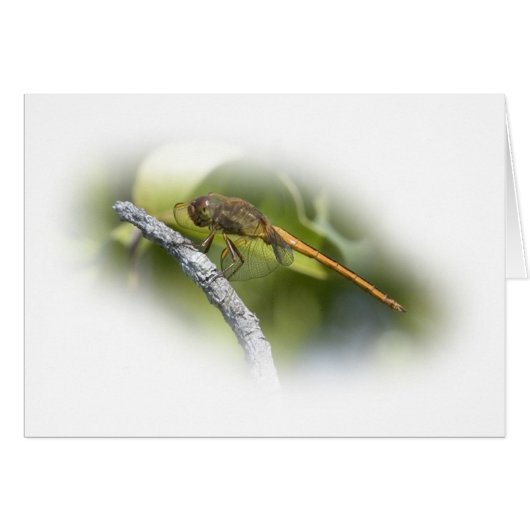 Delicate Dragonfly Cards (Front Horizontal)