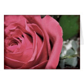 Delicate Feelings (Front Horizontal)