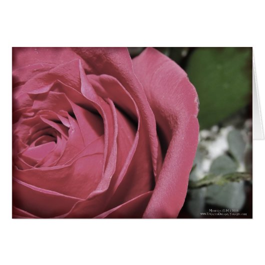 Delicate Feelings Cards (Front Horizontal)