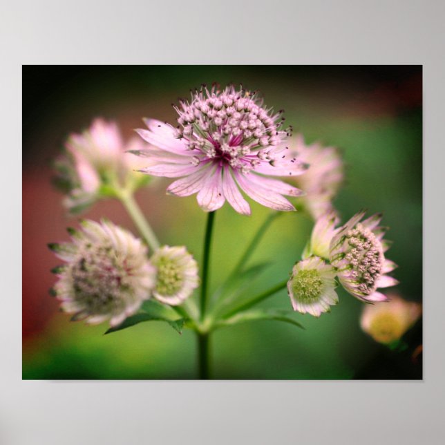 Delicate Flowers Poster (Front)