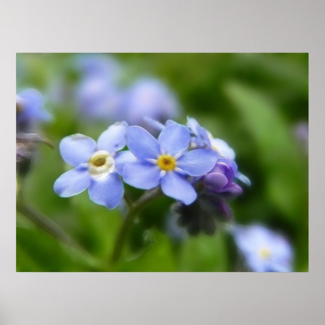 Delicate Forget Me Not Flowers Poster (Front)