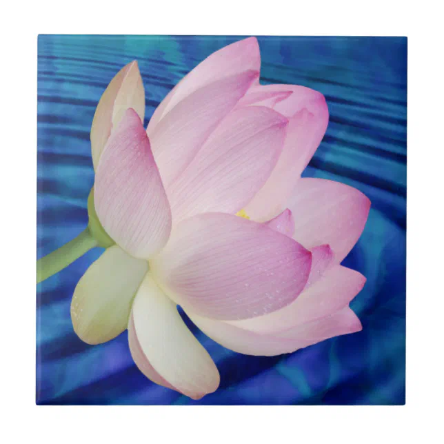 Delicate Lotus flower and meaning Ceramic Tile | Zazzle