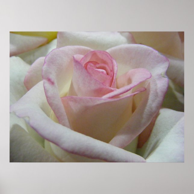 Delicate Love Rose Poster (Front)