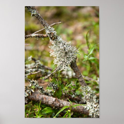 Delicate moss on a branch in the forest poster