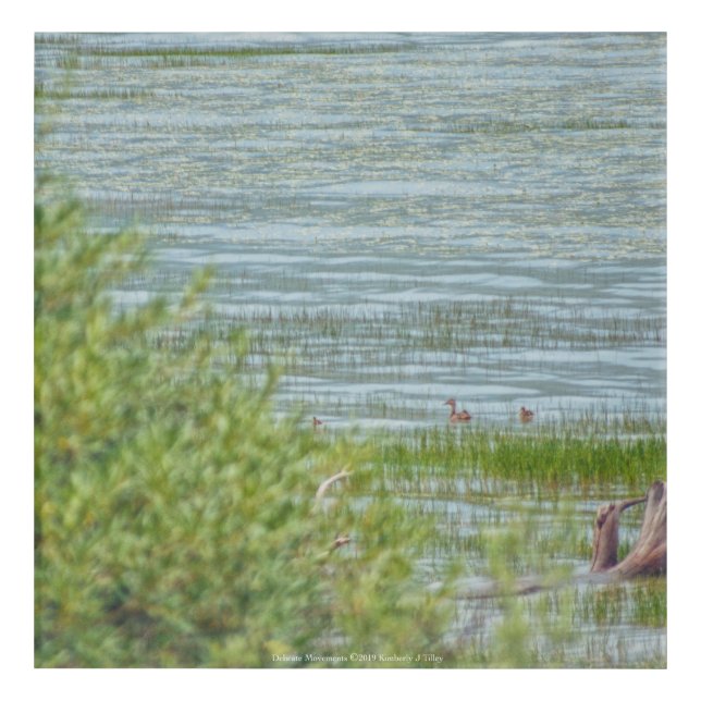 Delicate Movement Acrylic Print (Front)