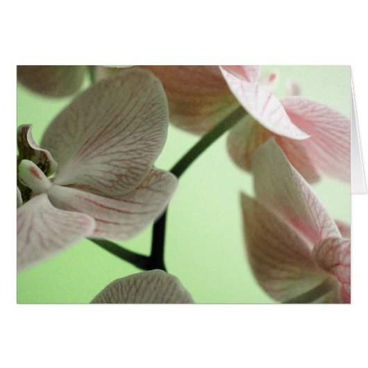 Delicate Orchids Cards (Front Horizontal)