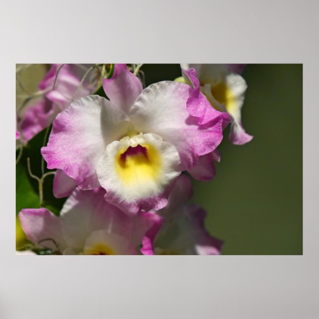 Delicate Orquid Poster (Front)