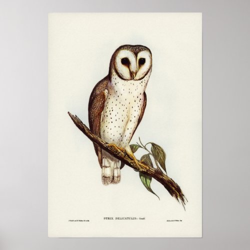 Delicate Owl by Elizabeth Gould Poster